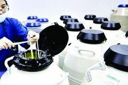 冻胚移植的详细流程，冻胚移植后的注意事项